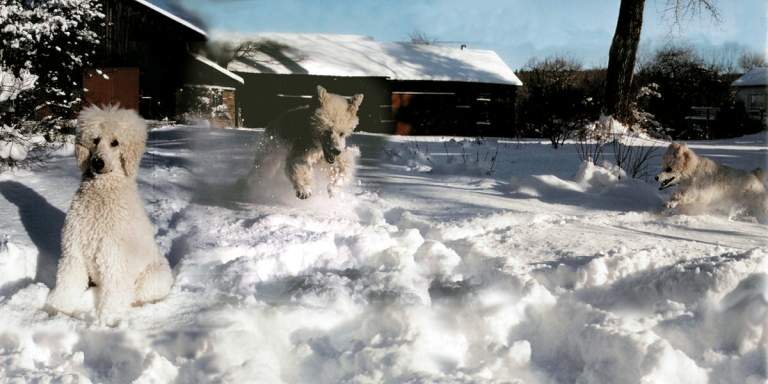 Optical Illusion: Snow Dogs, © 2009