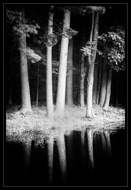 Floating Trees