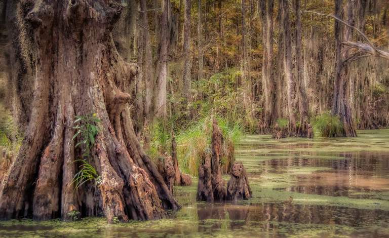 Honey Island Bayou