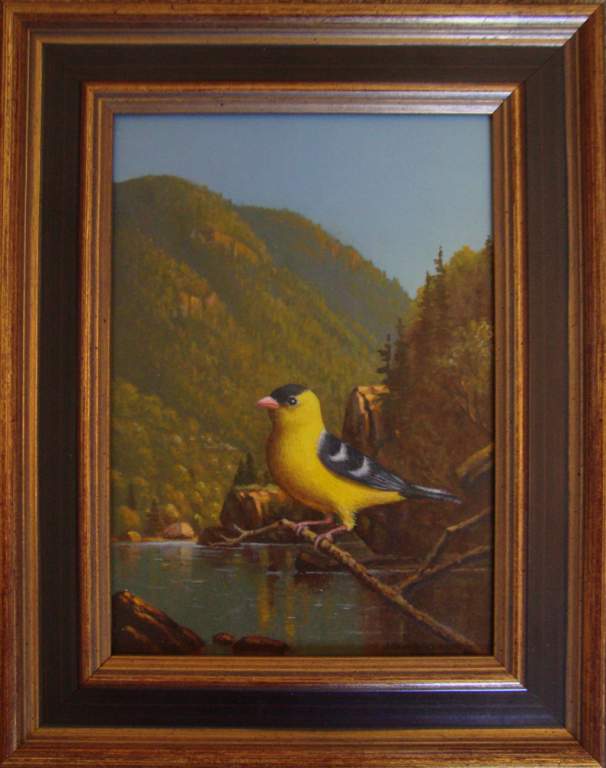 Yellow Finch