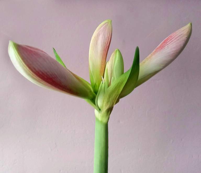 amaryllis buds.jpg