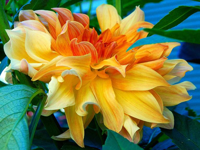 Yellow Dahlia