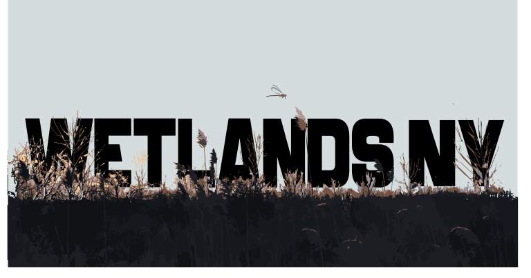 Wetlands Header- Graphic